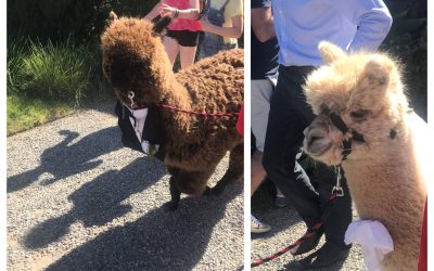 Wedding Llamas & Alpacas