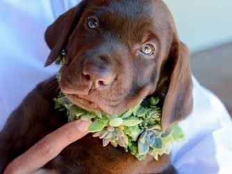 Dog Friendly Wedding